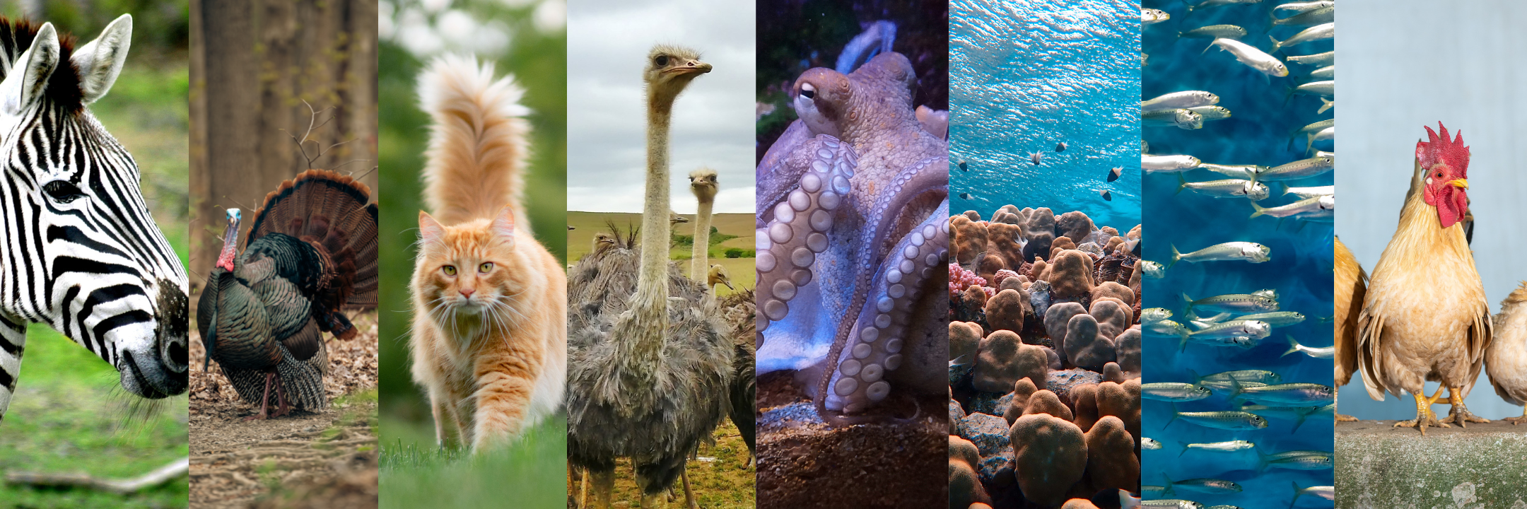 Pictures of a zebra, turkey, cat, ostrich, octopus, coral reef, school of fish, and chickens