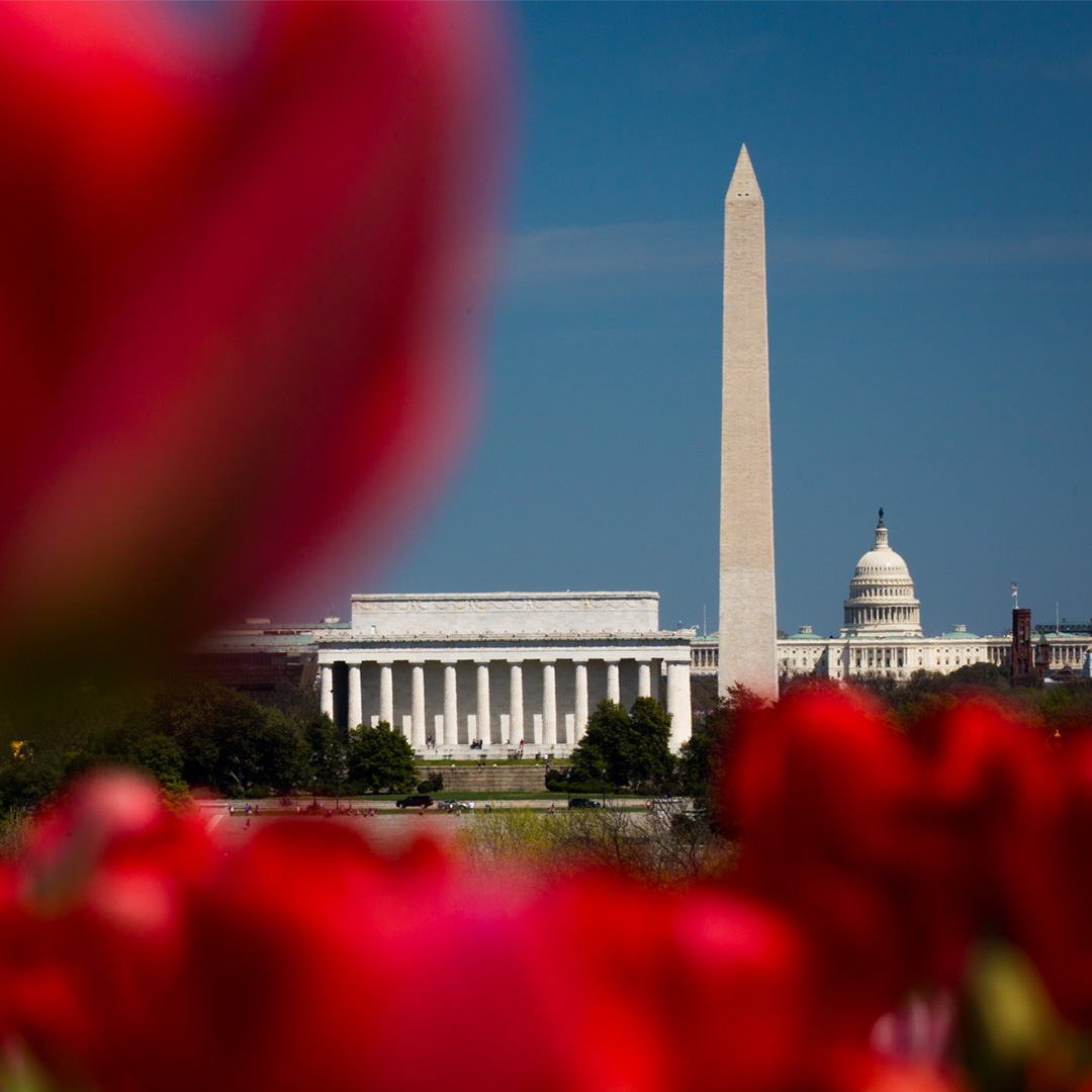 Lincoln Memorial and Washington Monument in the background of a photo of red flowers.