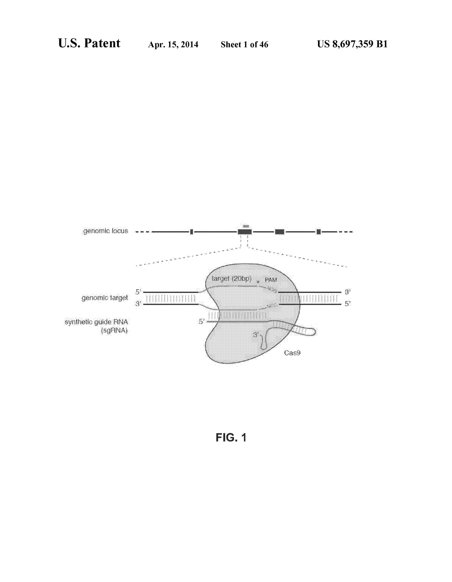 CRISPR patent