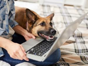 A dog looks at a laptop on a womans lap. 