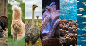 Pictures of a zebra, turkey, cat, ostrich, octopus, coral reef, school of fish, and chickens