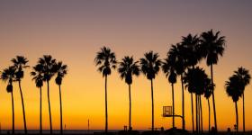 Palm trees and a sunset 