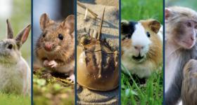 A collage of a bunny, a mouse, a horseshoe crab, a guinea pig, and a monkey.